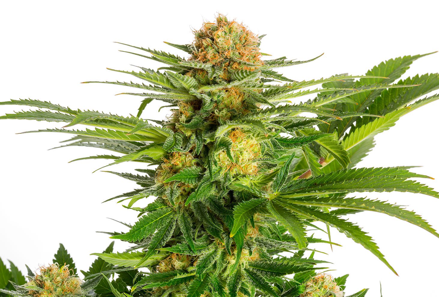 Kannabia - WWW.SEEDS-BANK.CZ JIHLAVA